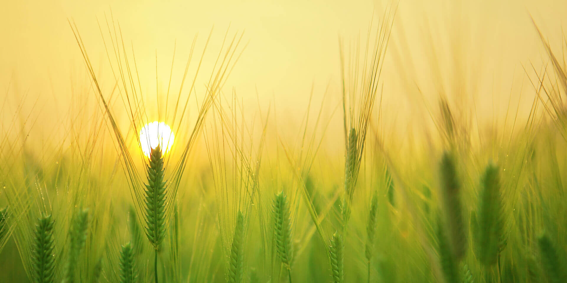 可持續(xù)發(fā)展